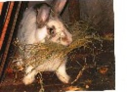История читателя: Как мы кроликов выращиваем