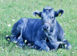 Синяя корова – это не сказки