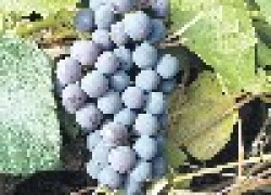 Совместимость винограда с другими растениями