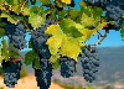 Виноград – пусть созревает