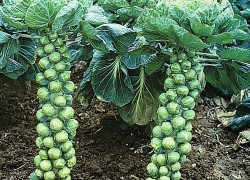 Выращиваем брюссельскую капусту