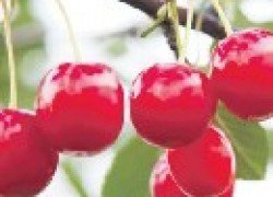 Черевишня – гибрид вишни и черешни для Средней полосы