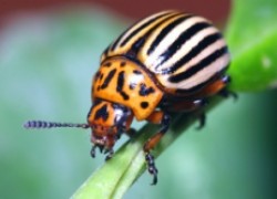 Шесть способов борьбы с колорадским жуком
