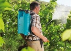 Когда опрыскивать виноград