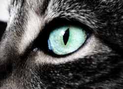Диагноз по фотографии: «Кошачий глаз» - признак рака