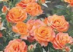 Розы-спрей – букет на одной ветке