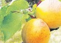 Новые и перспективные сорта абрикоса