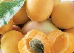 Полезные свойства абрикосов