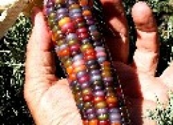 Кукуруза с цветными зёрнами