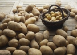 Как получить высокий урожай картошки