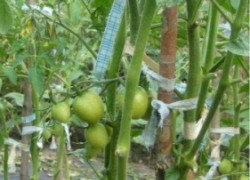 Помидоры для ленивых, или выращиваем томаты на агроволокне