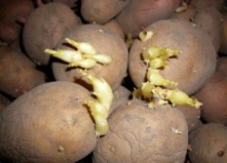 Что делать с ранними ростками картофеля