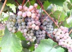 Украинские сорта винограда