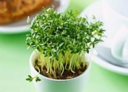 Что нужно, чтобы вырастить кресс-салат