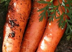 Свежая морковь до лета