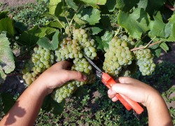 Обрезка винограда: важные мелочи