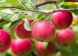 Хочешь яблочный урожай – ветки ниже наклоняй
