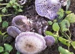 Опасные грибы на винограднике