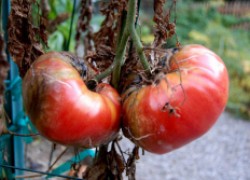 Фитофтора - спасаем помидоры
