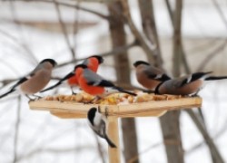 Подкормите зимой птичек