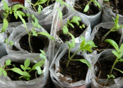 Выращиваю рассаду помидоров в «пеленках»