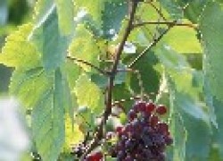 Почему ягода винограда не окрашивается