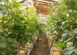 Как вырастить виноград в теплице  