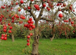 Секреты урожайности яблони