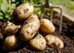Как вырастить ранний урожай картофеля