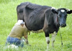 У коровы проблемы с доением