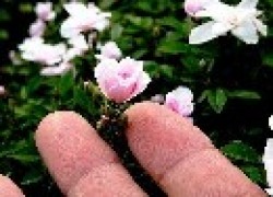 Самая маленькая роза в мире