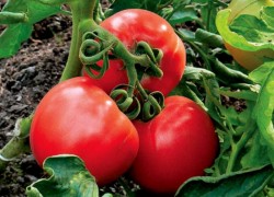 Болезнестойкие сорта томатов