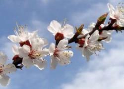 Зачем обрывать первые цветы на плодовых деревьях