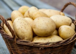 Суперэлита картофеля – что это такое?