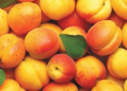 Уход за абрикосом по этапам роста