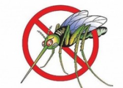 Как помочь себе и близким при укусах насекомых