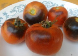 Пушистые помидоры — еще одна экзотика
