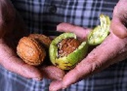 Три способа выращивания грецкого ореха