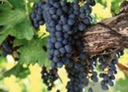 Как удобрять виноград