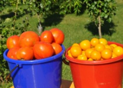 Пять секретов и урожай помидоров больше на 150%