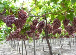 Лучшие новинки привозного винограда