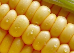Как кукурузу выращивали на родине