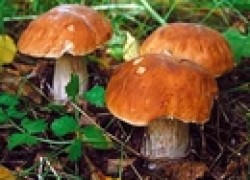 Украсьте грибами сад