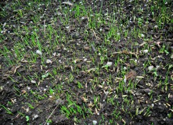 Какие травы сеять для кормов