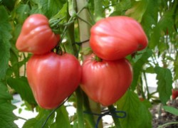Различные сорта «сердечных» томатов