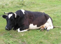 Как определить стельность коровы