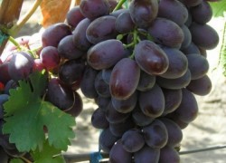 Сорт винограда: Новая Аркадия