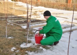 Рецепт зимней побелки для садовых деревьев