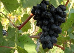 Виноград – древесина про запас