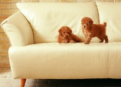 История о современных диванных собачках